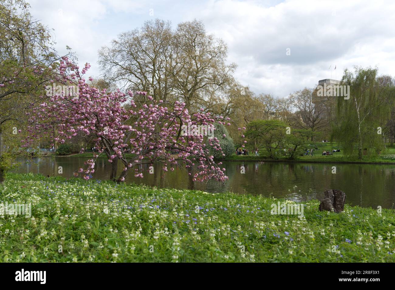 A Cherry Blossom tree next to the lake in St James's Park in London ...