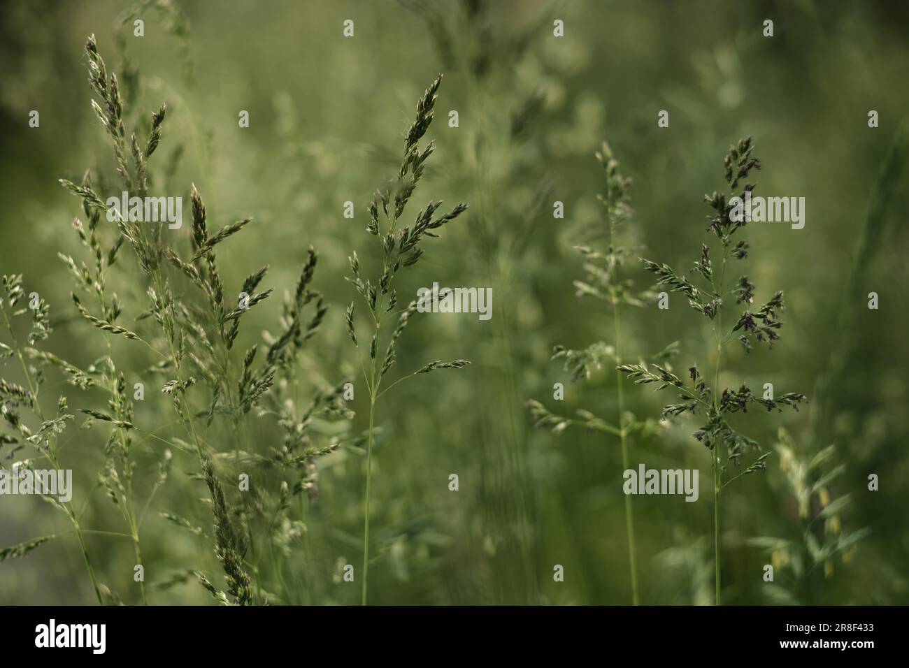 Background with spikelet of grass.  Stock Photo