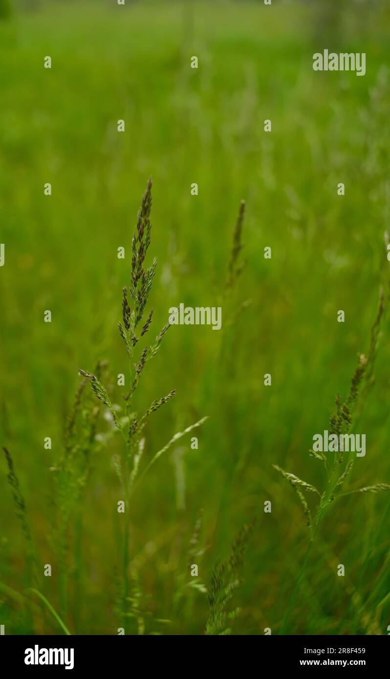 Background with spikelet of grass.  Stock Photo