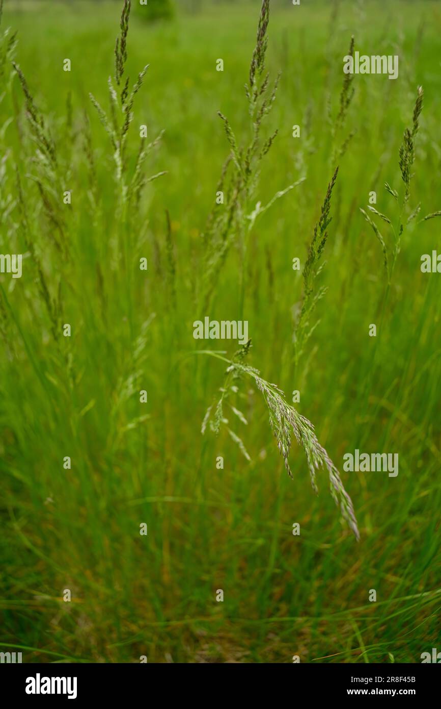 Background with spikelet of grass.  Stock Photo