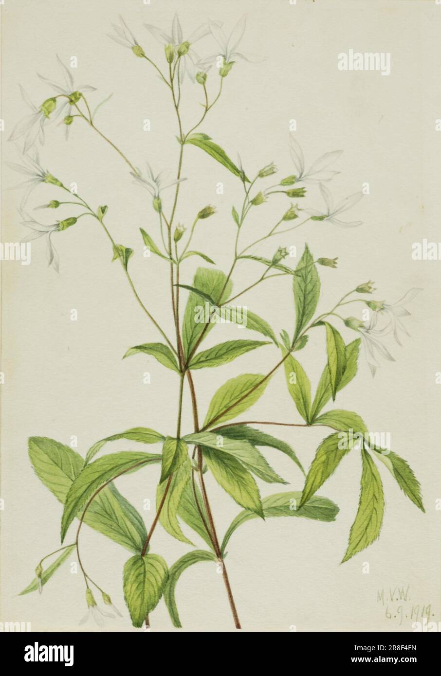 Bowmansroot (Porteranthus trifoliatus) 1919 by Mary Vaux Walcott, born Philadelphia, PA 1860-died St. Andrews, New Brunswick, Canada 1940 Stock Photo