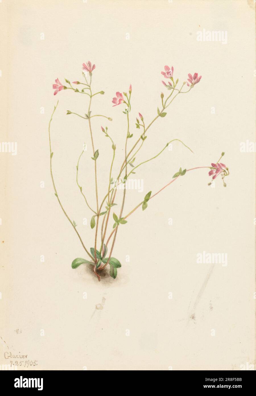 Naiad Spring Beauty (Claytonia parvifolia) 1905 by Mary Vaux Walcott, born Philadelphia, PA 1860-died St. Andrews, New Brunswick, Canada 1940 Stock Photo
