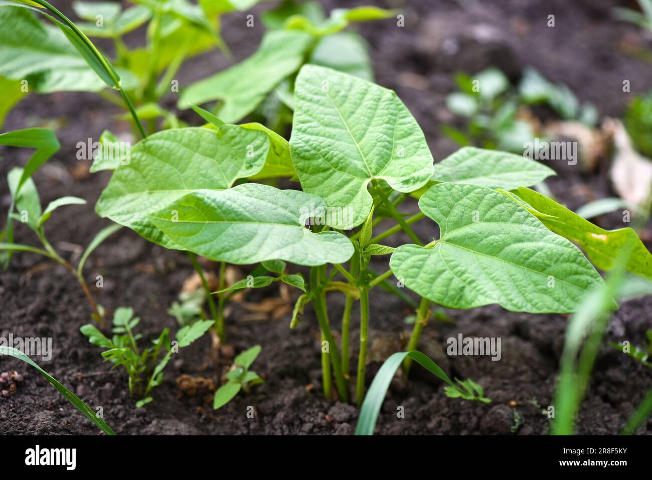 Zimmerman Farms Bean Sprouts Reviews | abillion
