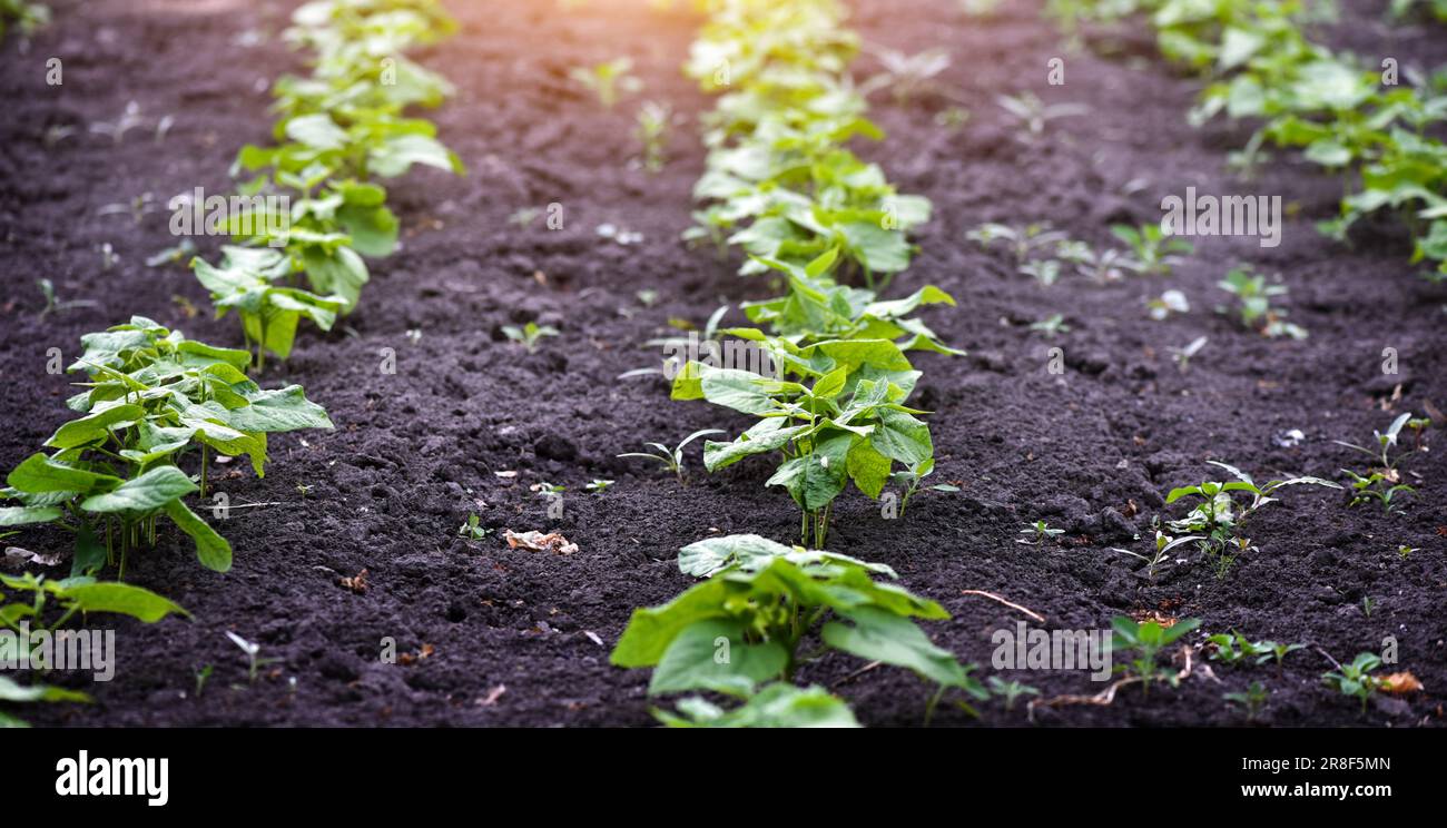 Young bean sprouts growing in a soil in a vegetable garden. Concept of ...