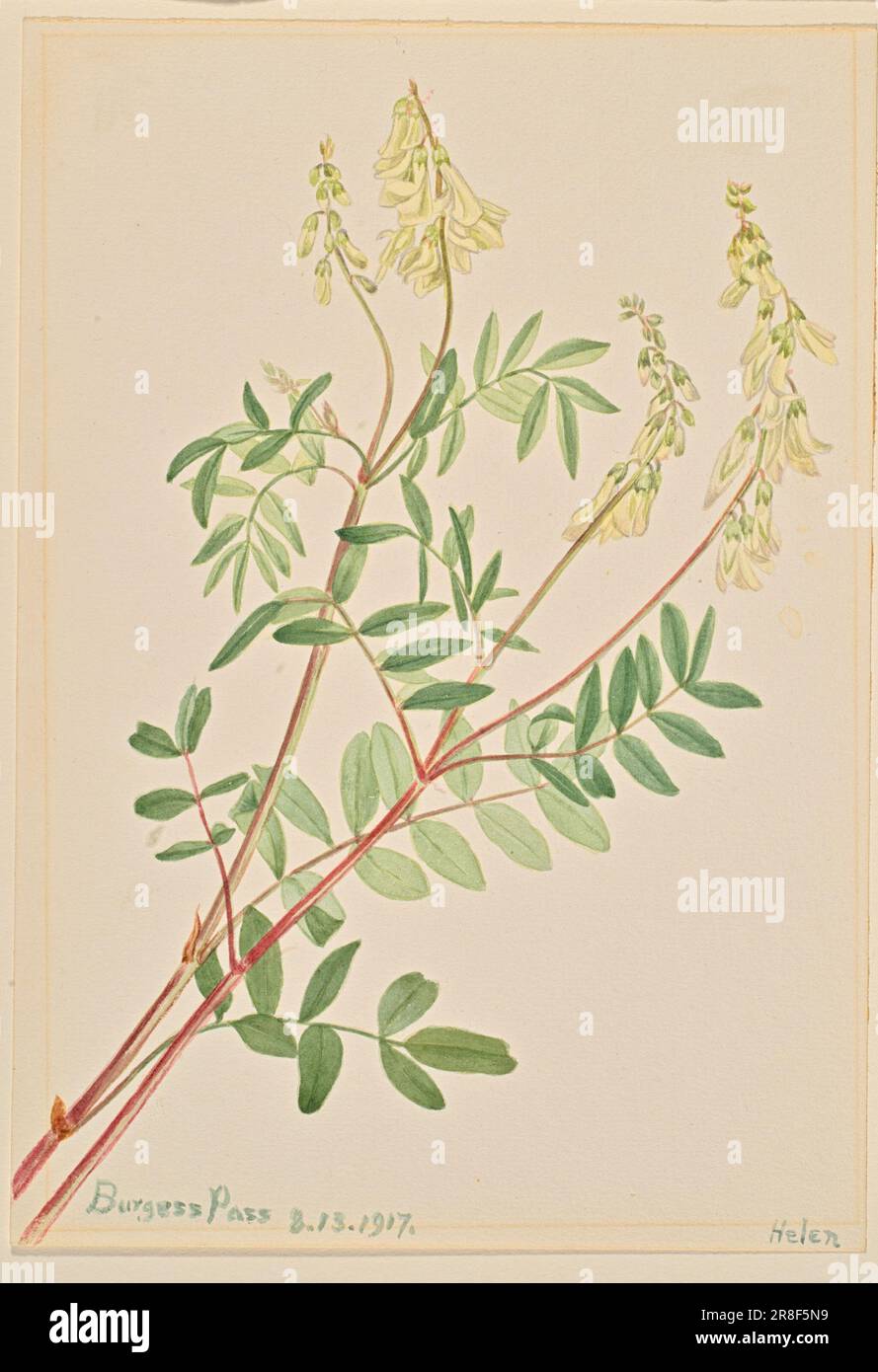 Hedysarum (Hedysarum sulphurescens) 1917 by Mary Vaux Walcott, born Philadelphia, PA 1860-died St. Andrews, New Brunswick, Canada 1940 Stock Photo