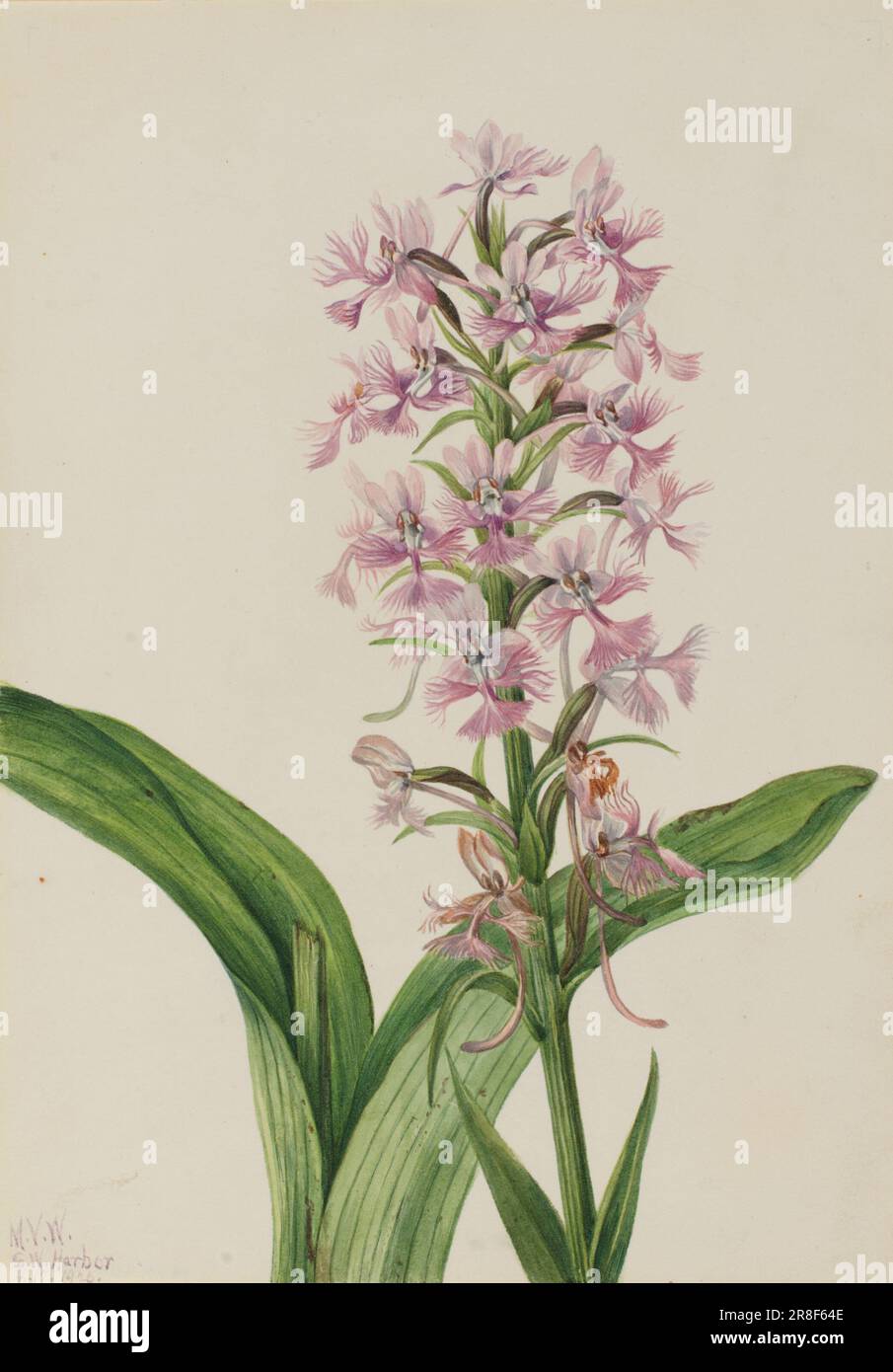 Large Purple Fringe-Orchid (Habenaria grandiflora) 1926 by Mary Vaux Walcott, born Philadelphia, PA 1860-died St. Andrews, New Brunswick, Canada 1940 Stock Photo