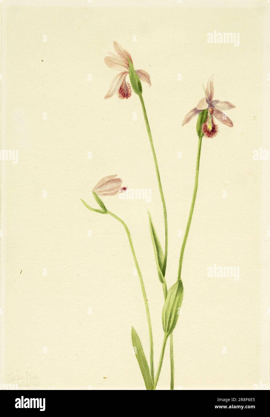 Rose Pogonia (Pogonia ophioglossoides) 1906 by Mary Vaux Walcott, born Philadelphia, PA 1860-died St. Andrews, New Brunswick, Canada 1940 Stock Photo