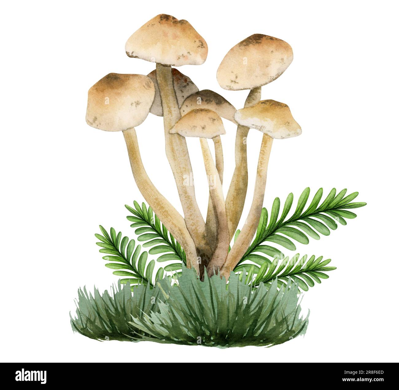 Marasmius oreades light brown edible mushroom in grass and leaves illustration. Hand drawn watercolor champignon Stock Photo