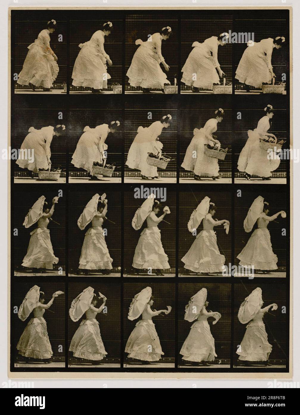 Woman Lifting a Basket, Waving a Handkerchief, from the book Animal Locomotion ca. 1887 by Eadweard Muybridge, born Kingston-upon-Thames, England 1830-died Kingston-upon-Thames, England 1904 Stock Photo