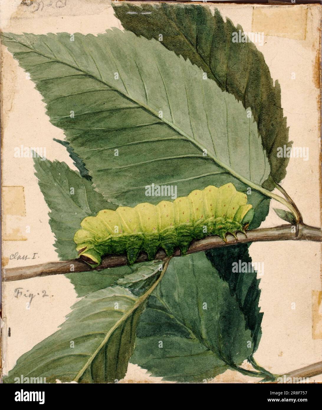 Lunar Caterpillar, study for book Concealing Coloration in the Animal