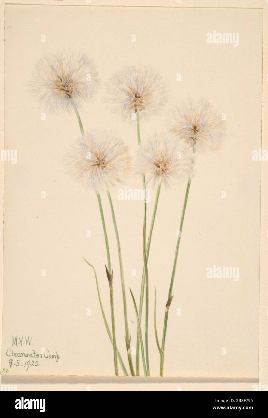 Slender Cotton-Grass (Eriophorum chamissonis) 1920 by Mary Vaux Walcott, born Philadelphia, PA 1860-died St. Andrews, New Brunswick, Canada 1940 Stock Photo