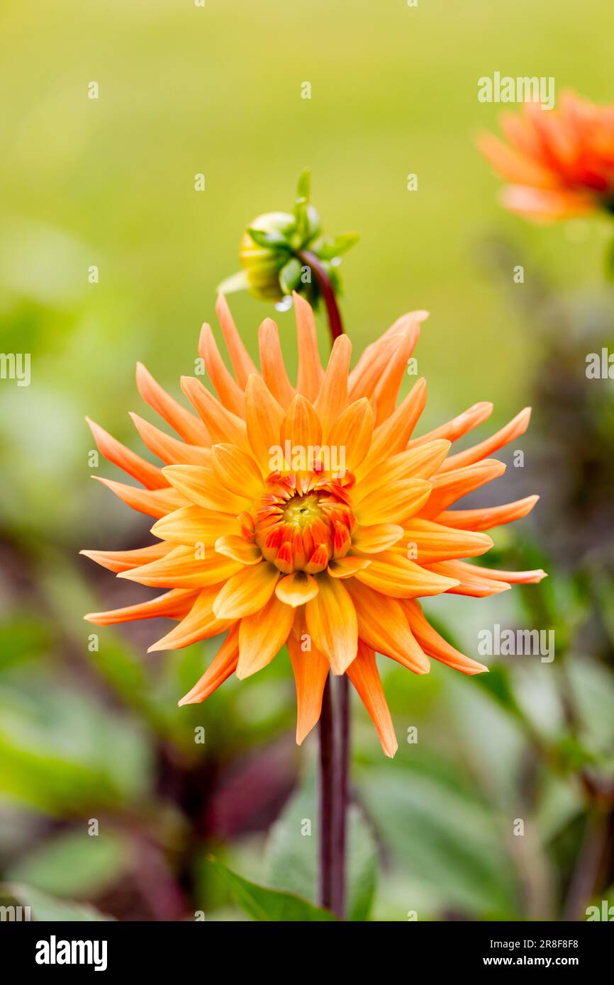 Orange Semi Cactus Dahlia flower vertical image. Stock Photo