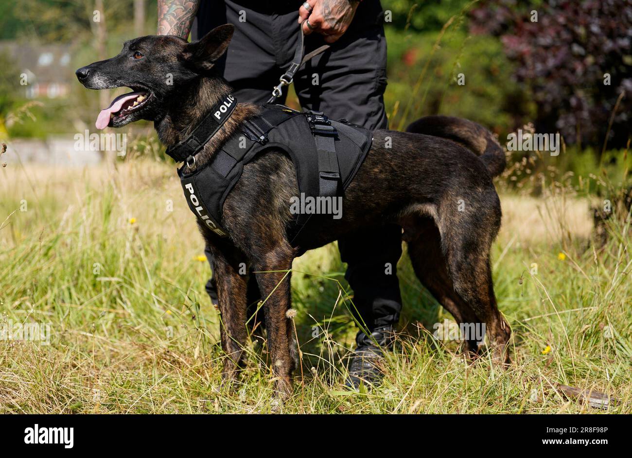 A dog in body armour hi-res stock photography and images - Alamy