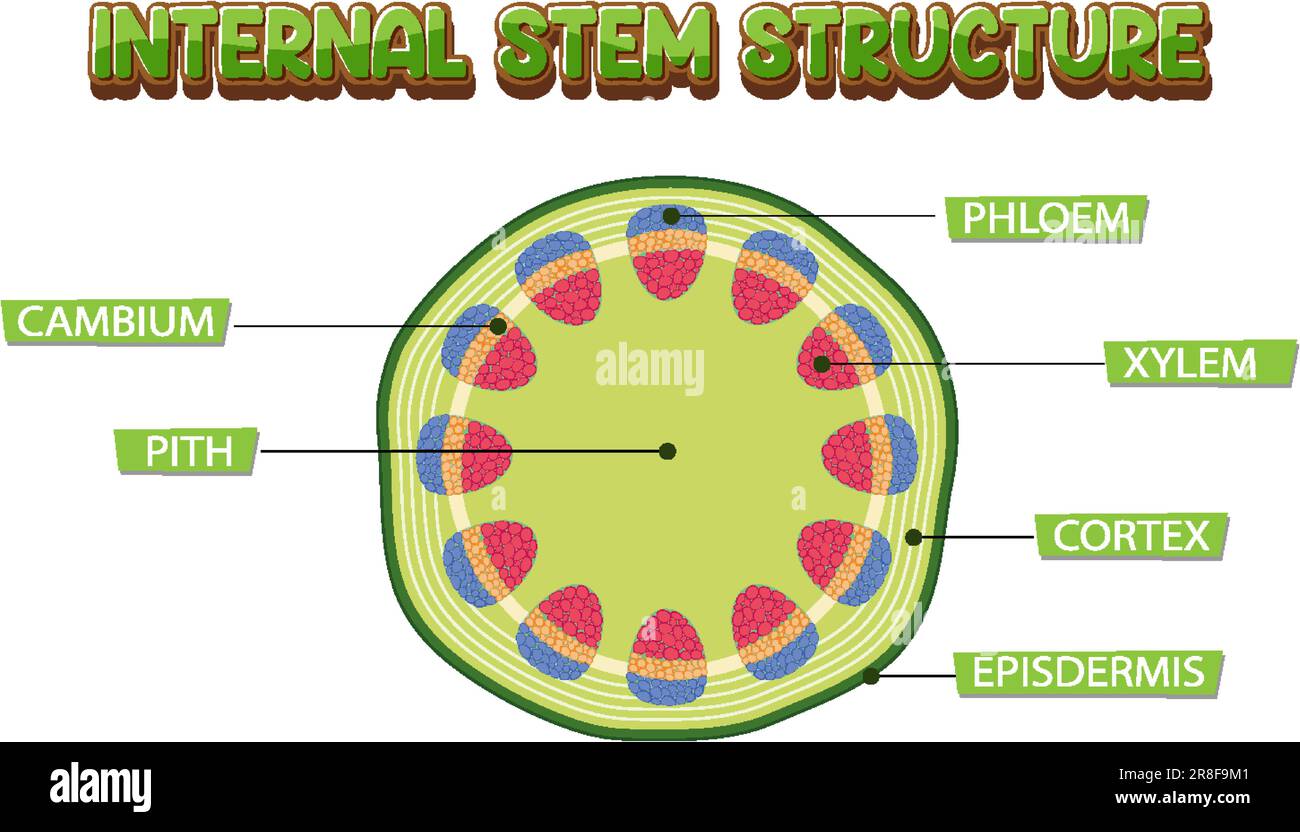 Internal structure of stem diagram illustration Stock Vector Image