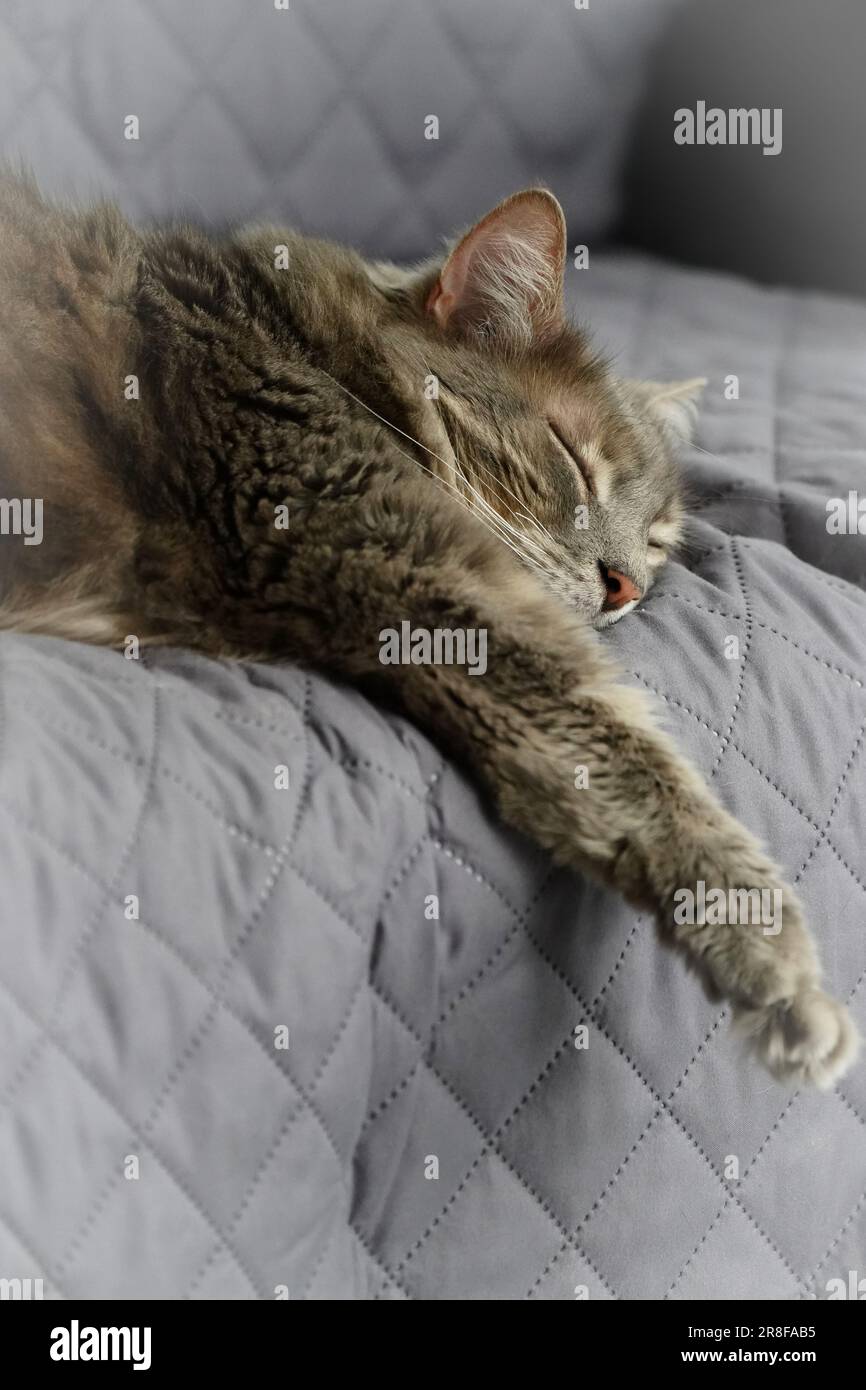 Cat on sofa hi-res stock photography and images - Alamy