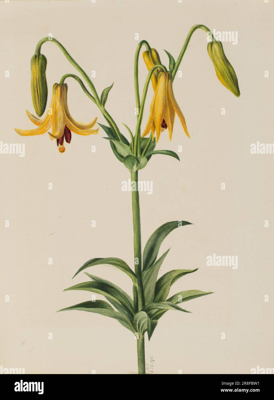 Canada Lily (Lilium canadense) 1878 by Mary Vaux Walcott, born Philadelphia, PA 1860-died St. Andrews, New Brunswick, Canada 1940 Stock Photo
