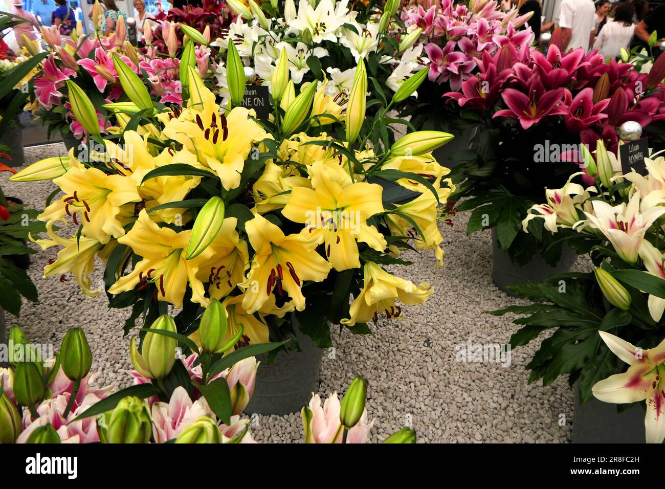 BBC Food and Gardens, Birmingham, UK 2023 Stock Photo Alamy