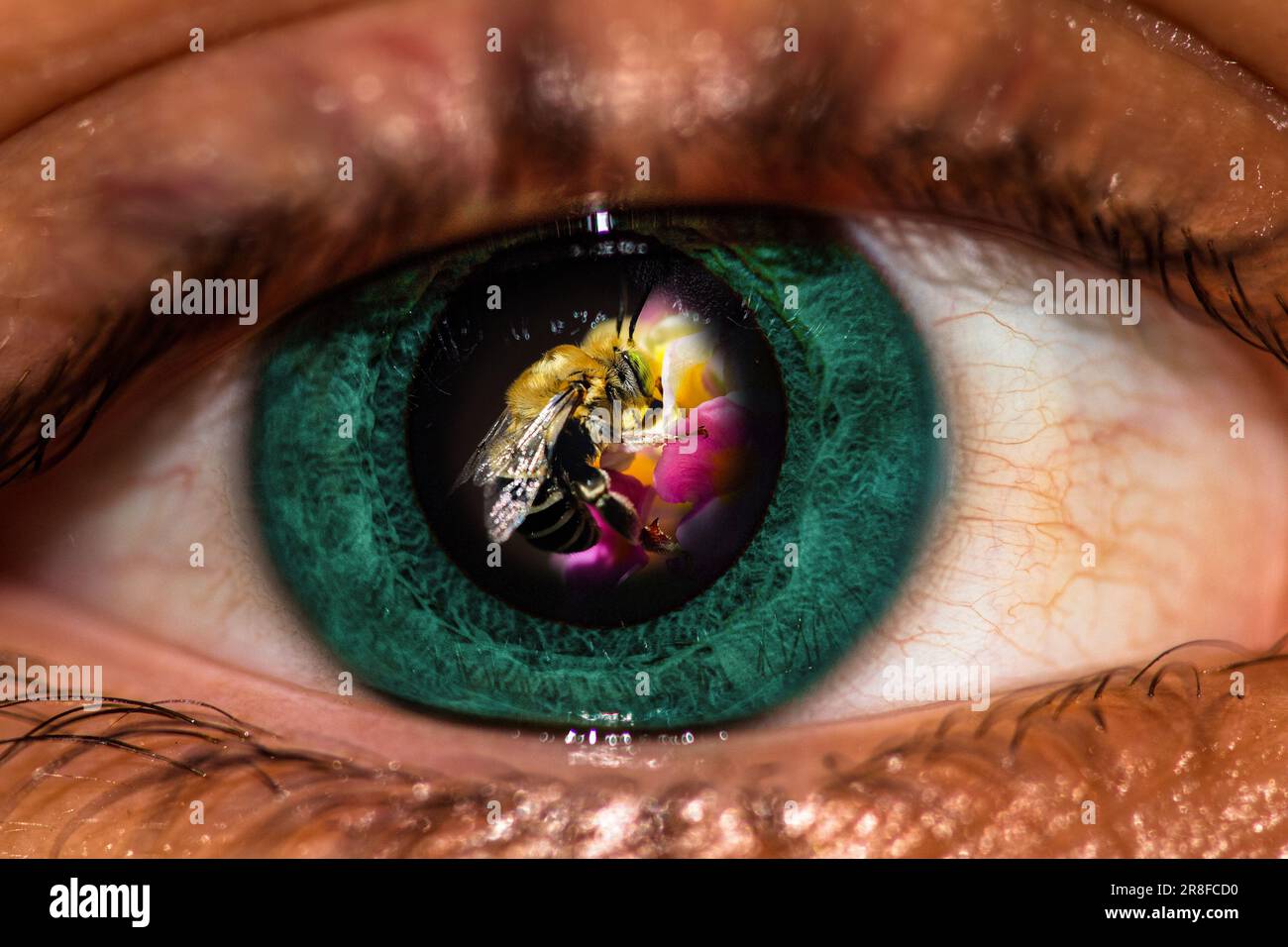 A Green eye with long horned bee Stock Photo