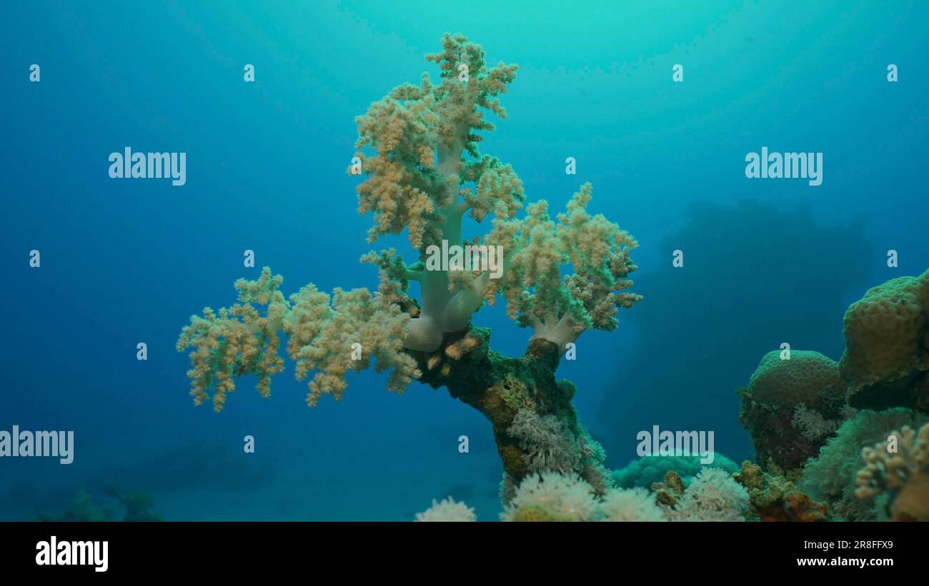 Soft coral (Litophyton arboreum) Yellow Broccoli or Broccoli coral on the deep in motning time, Red sea, Egypt Stock Photo
