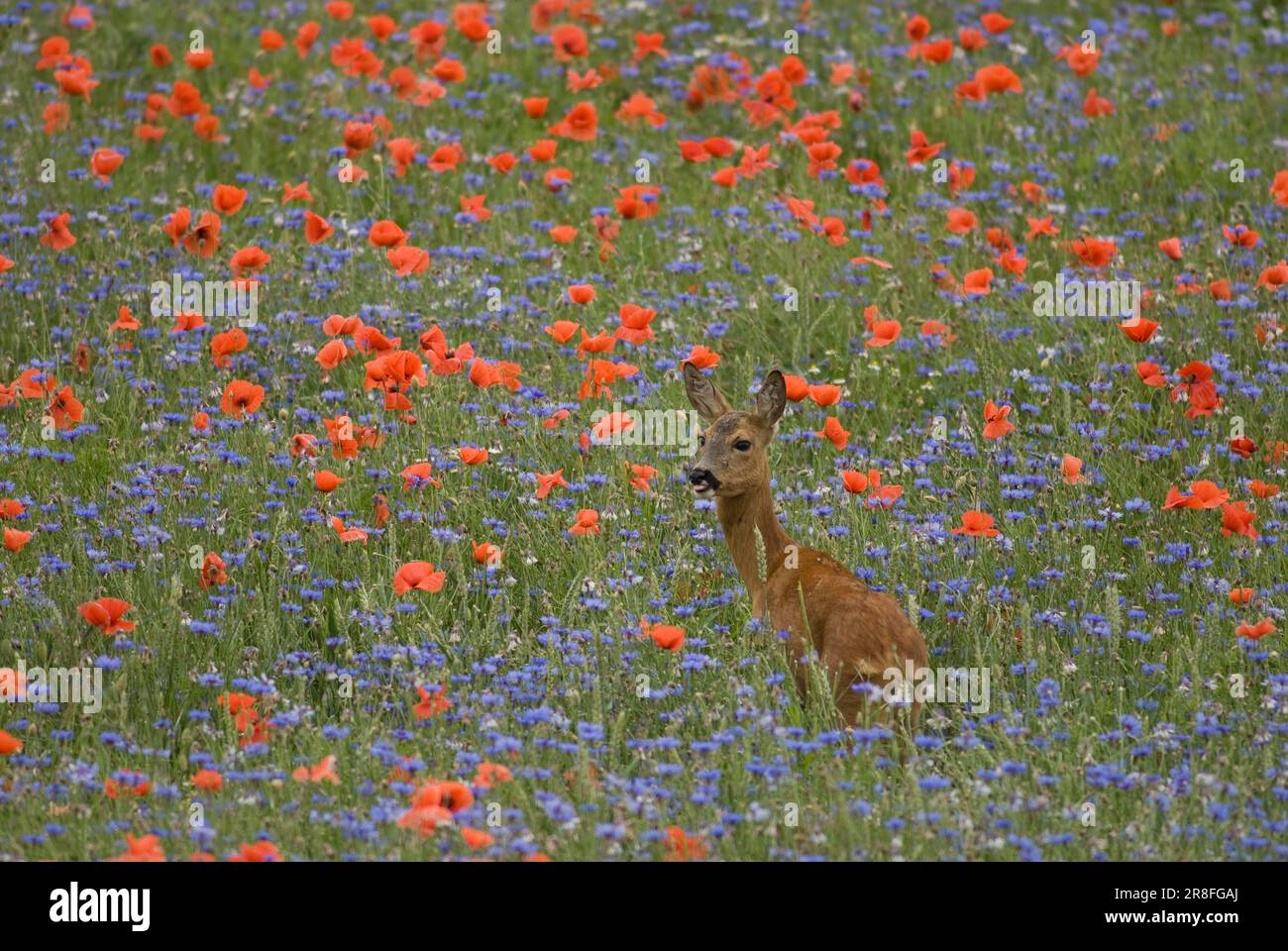Roe deer fawn spring hi-res stock photography and images - Alamy