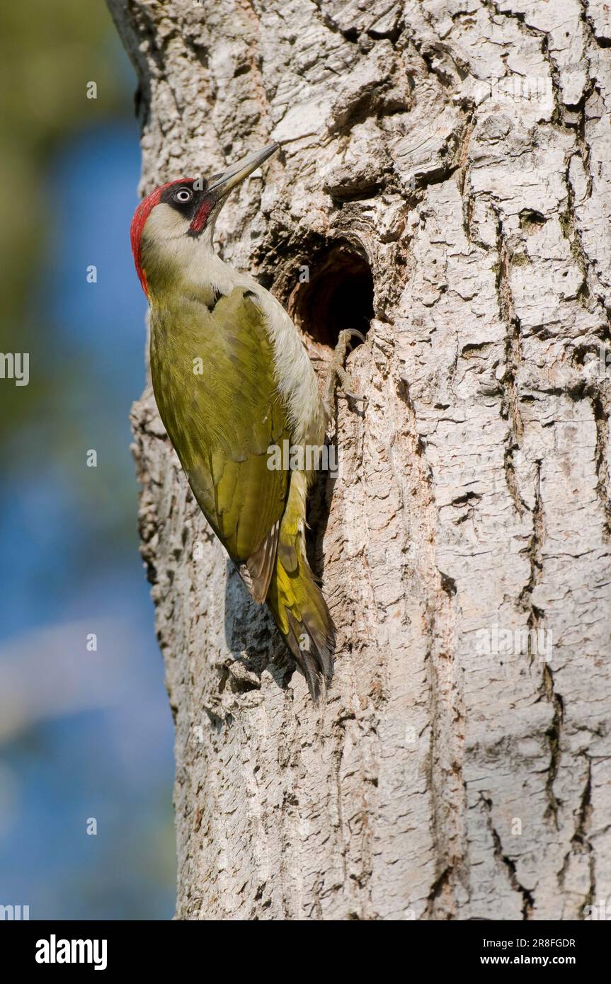 European green woodpecker (Picus viridis), Grass Woodpecker, Ground Woodpecker Stock Photo