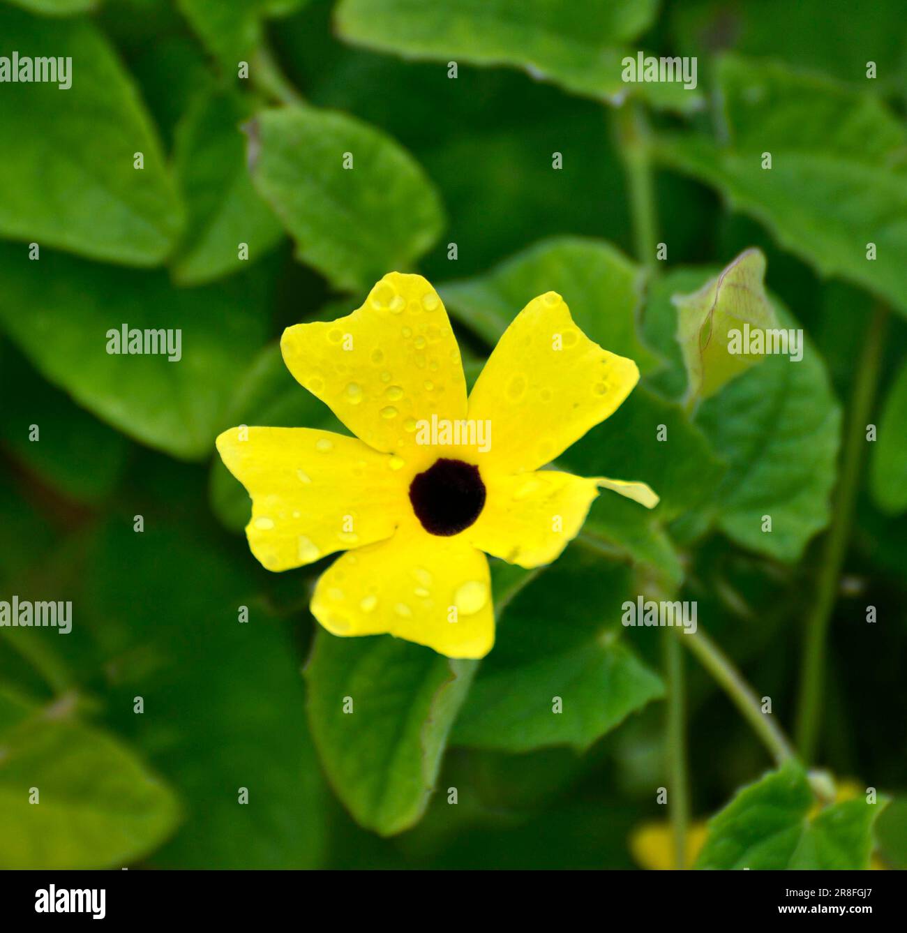 Black-eyed susan vine (Thunbergia alata), flower Stock Photo - Alamy