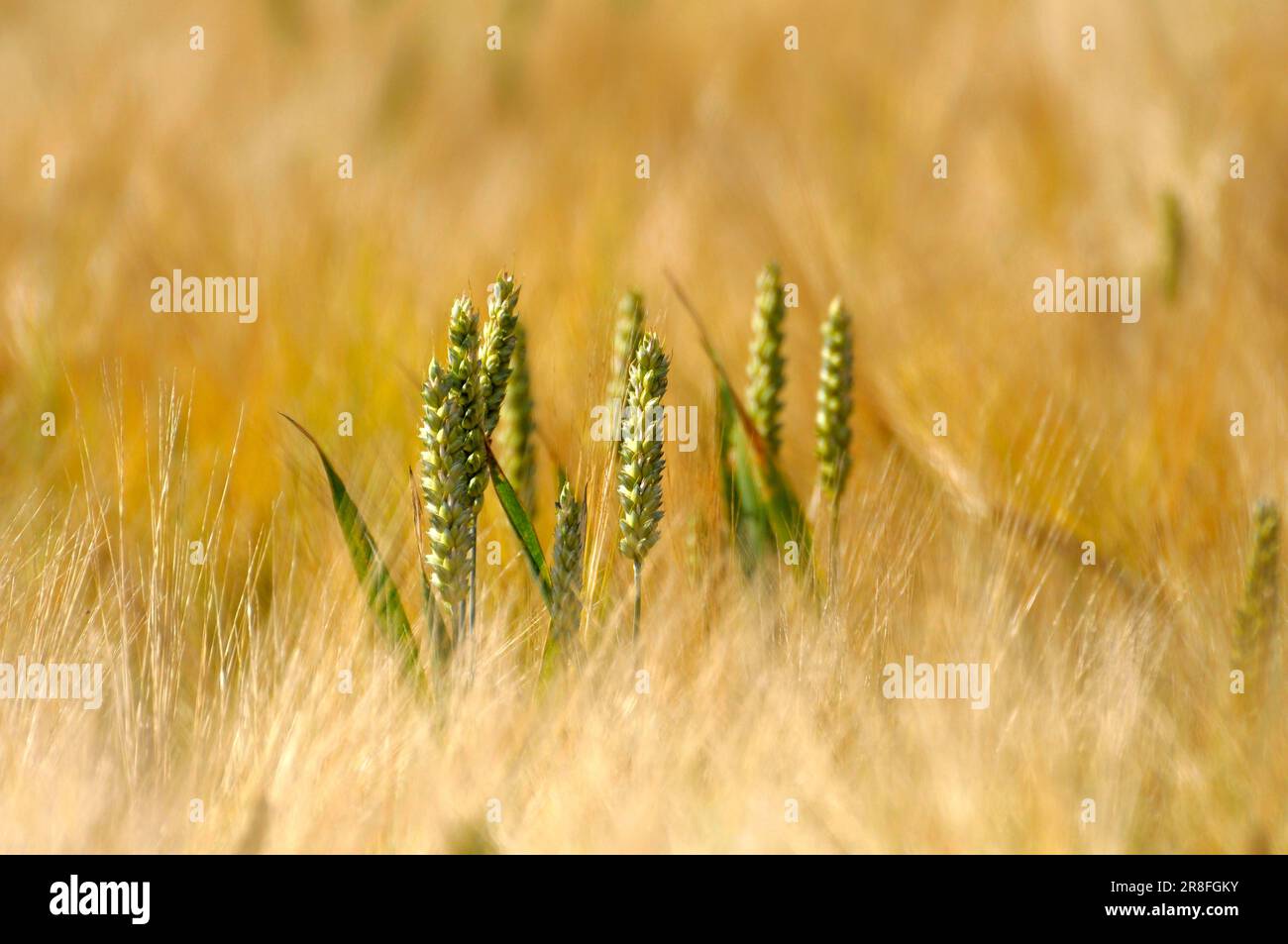 Wheat ears, rye (Secale cereale) field, rye Stock Photo