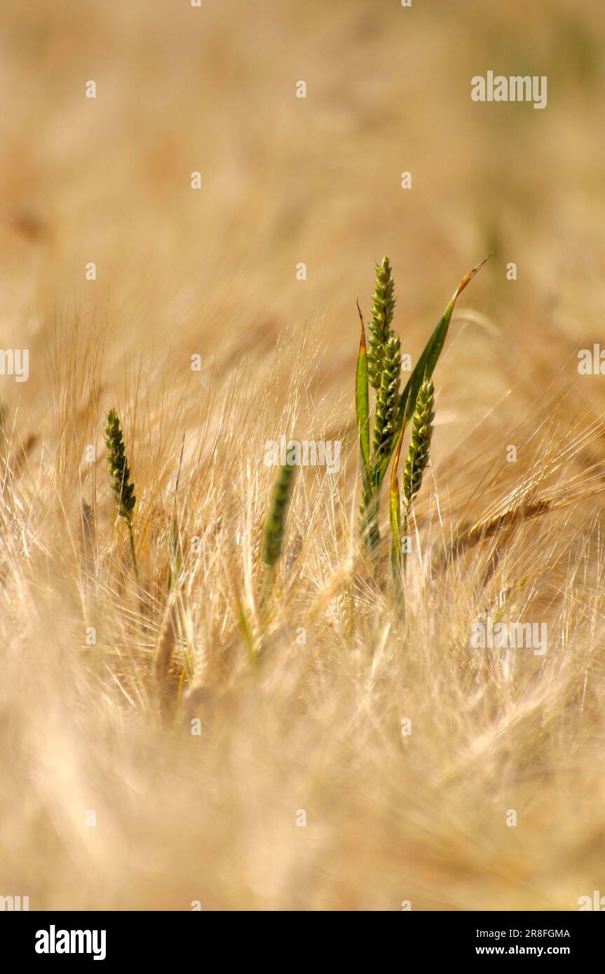Wheat ears, rye (Secale cereale) field, rye Stock Photo