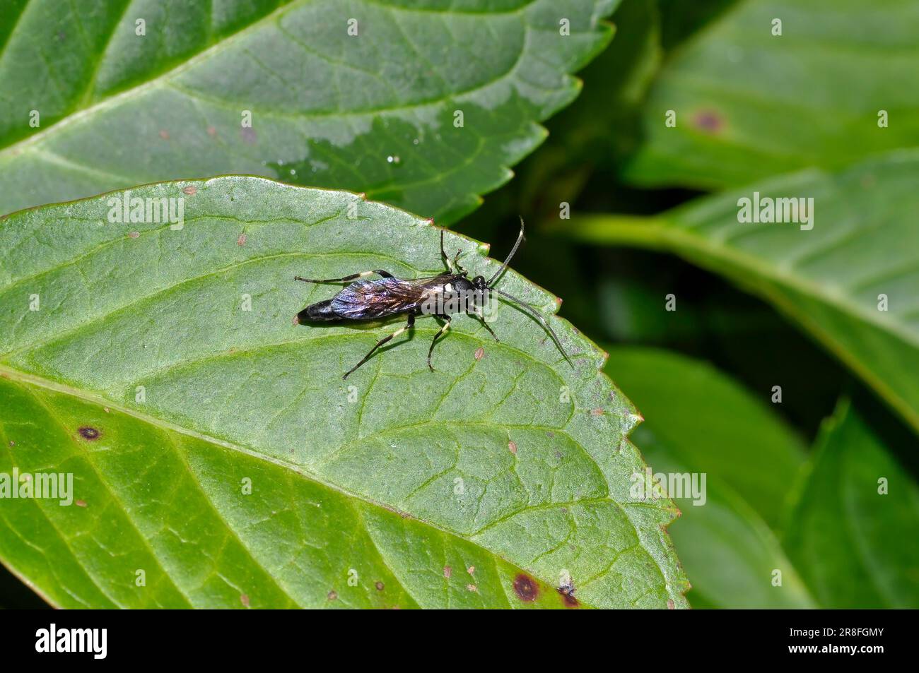 Flying insect hi-res stock photography and images - Alamy