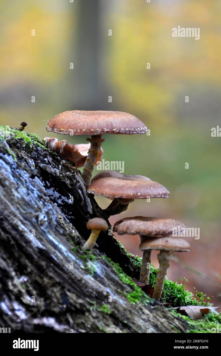 Old tree stump with mushrooms in autumn Stock Photo