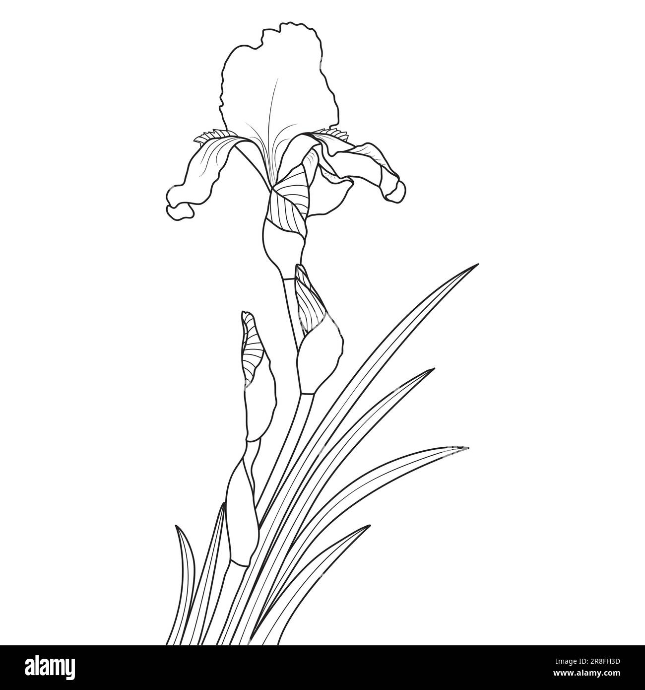 Line art iris flower on white background, vector illustration Stock