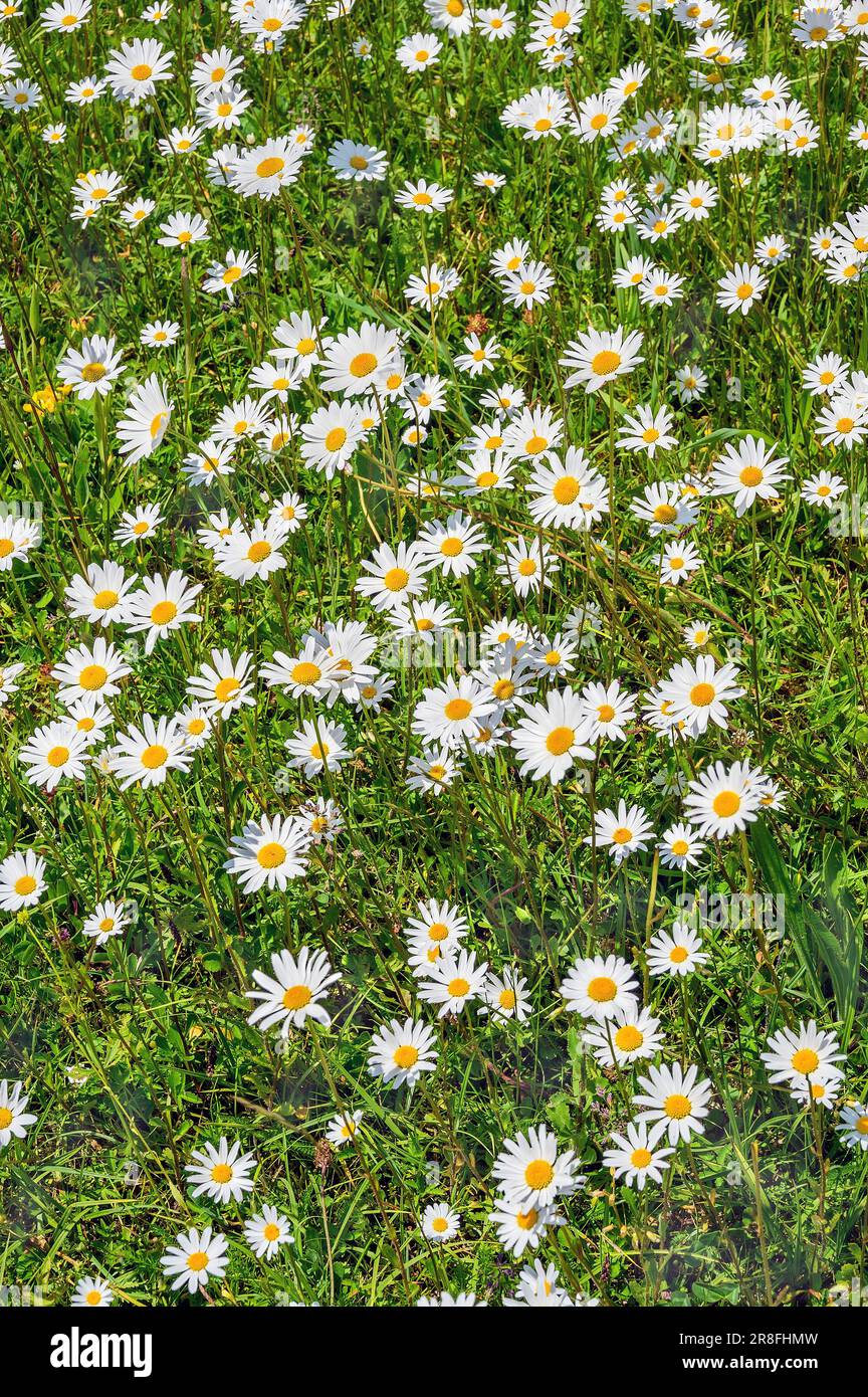 Meagre meadow, ox-eye daisy (Leucanthemum vulgare), Allgaeu, Bavaria, Germany Stock Photo