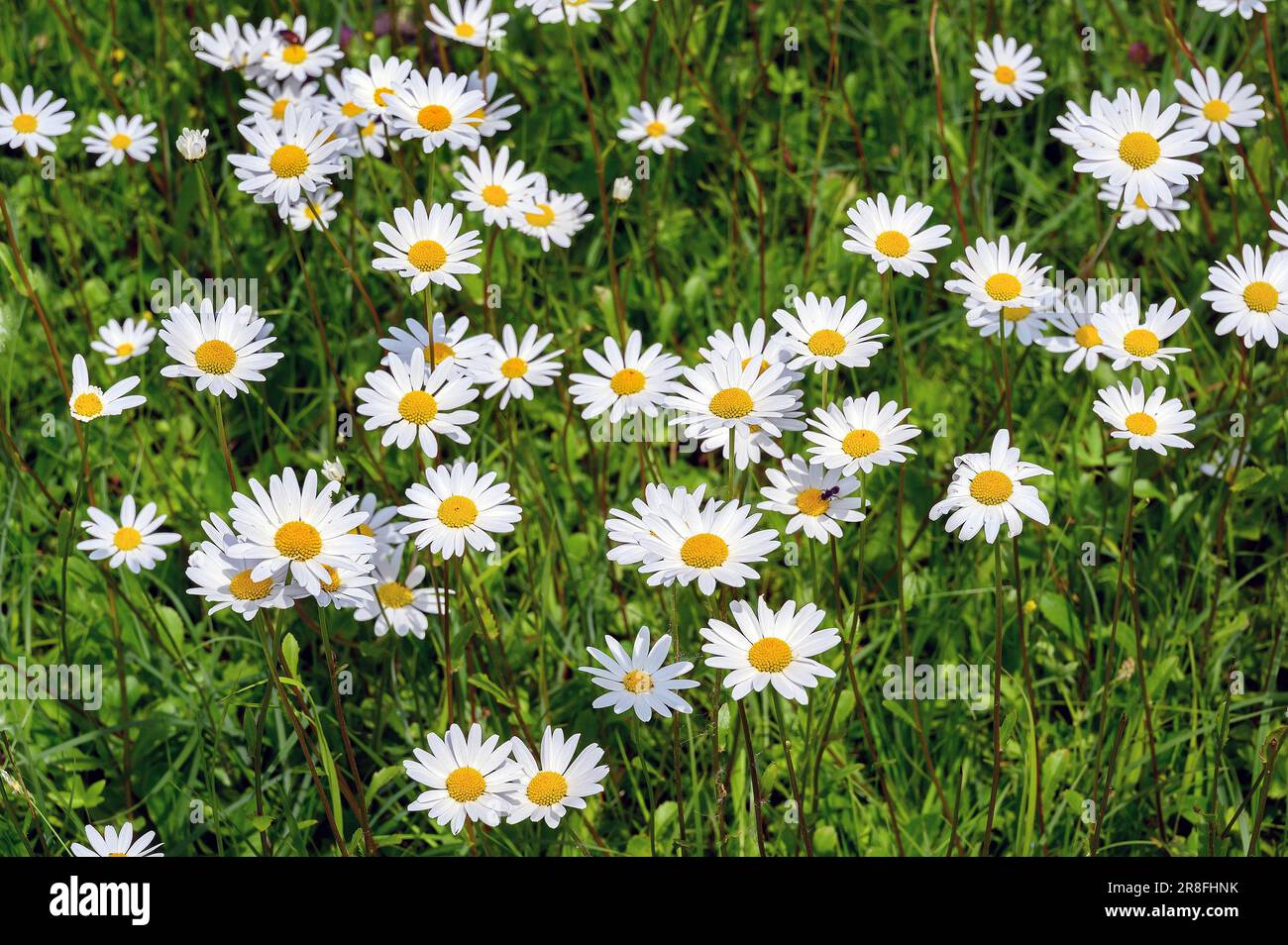 Meagre meadow, ox-eye daisy (Leucanthemum vulgare), Allgaeu, Bavaria, Germany Stock Photo