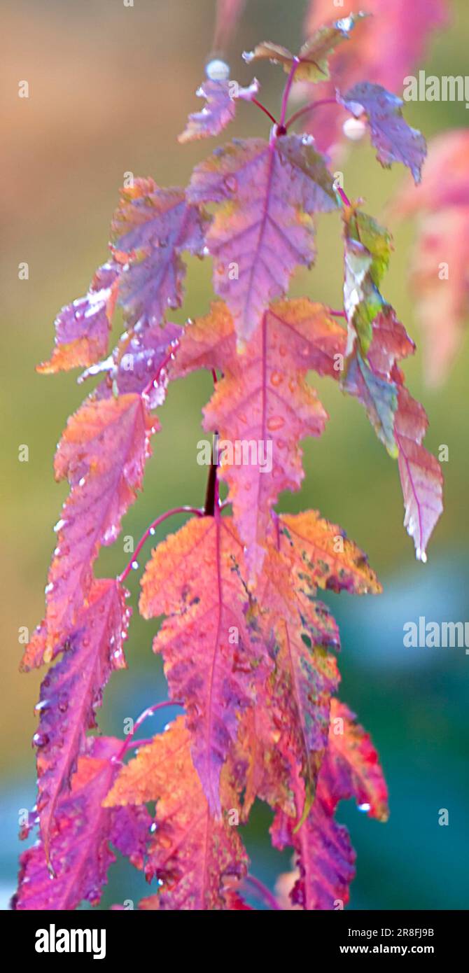 Two lilac leaves hi-res stock photography and images - Alamy