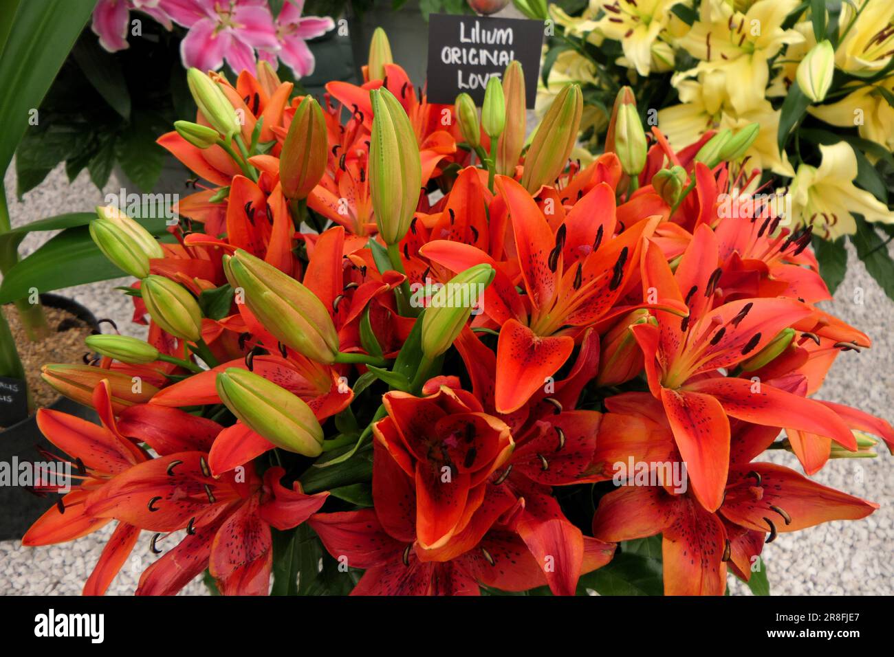 BBC Food And Gardens Birmingham UK 2023 Stock Photo Alamy bbc-food-and-gardens-birmingham-uk-2023-stock-photo-alamy