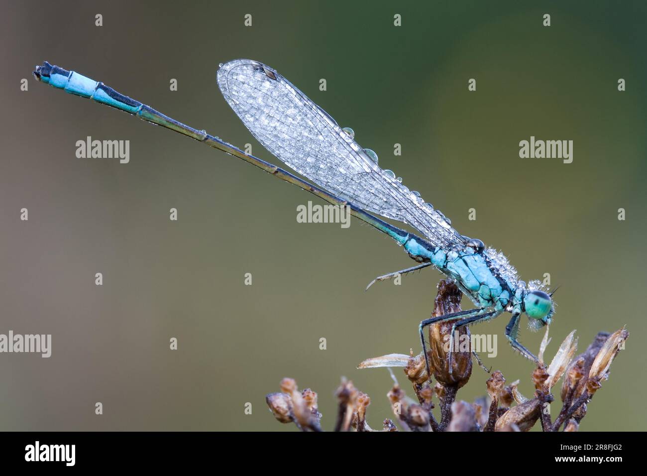 Blue eye damselfly hi-res stock photography and images - Alamy