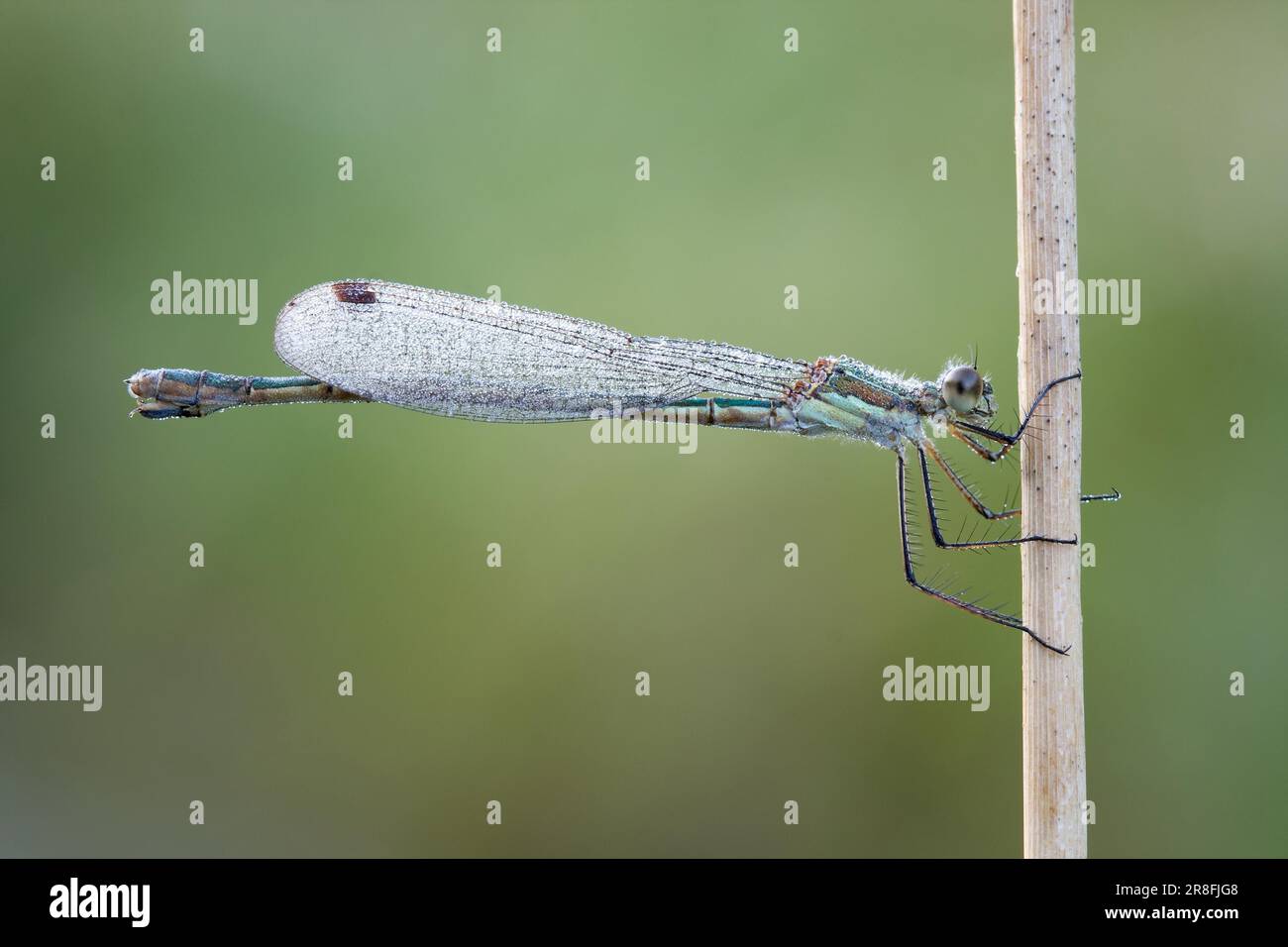 Emerald damselfly (Lestes sponsa Stock Photo - Alamy