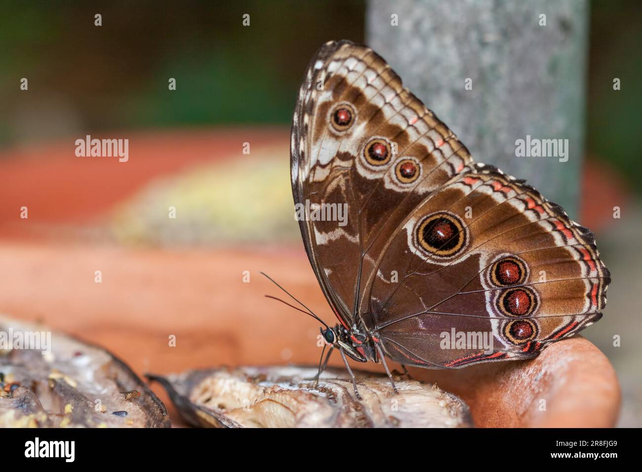 Blue (Morpho peleides) Morpho Butterfly Feeding on Rotting Fruit Stock