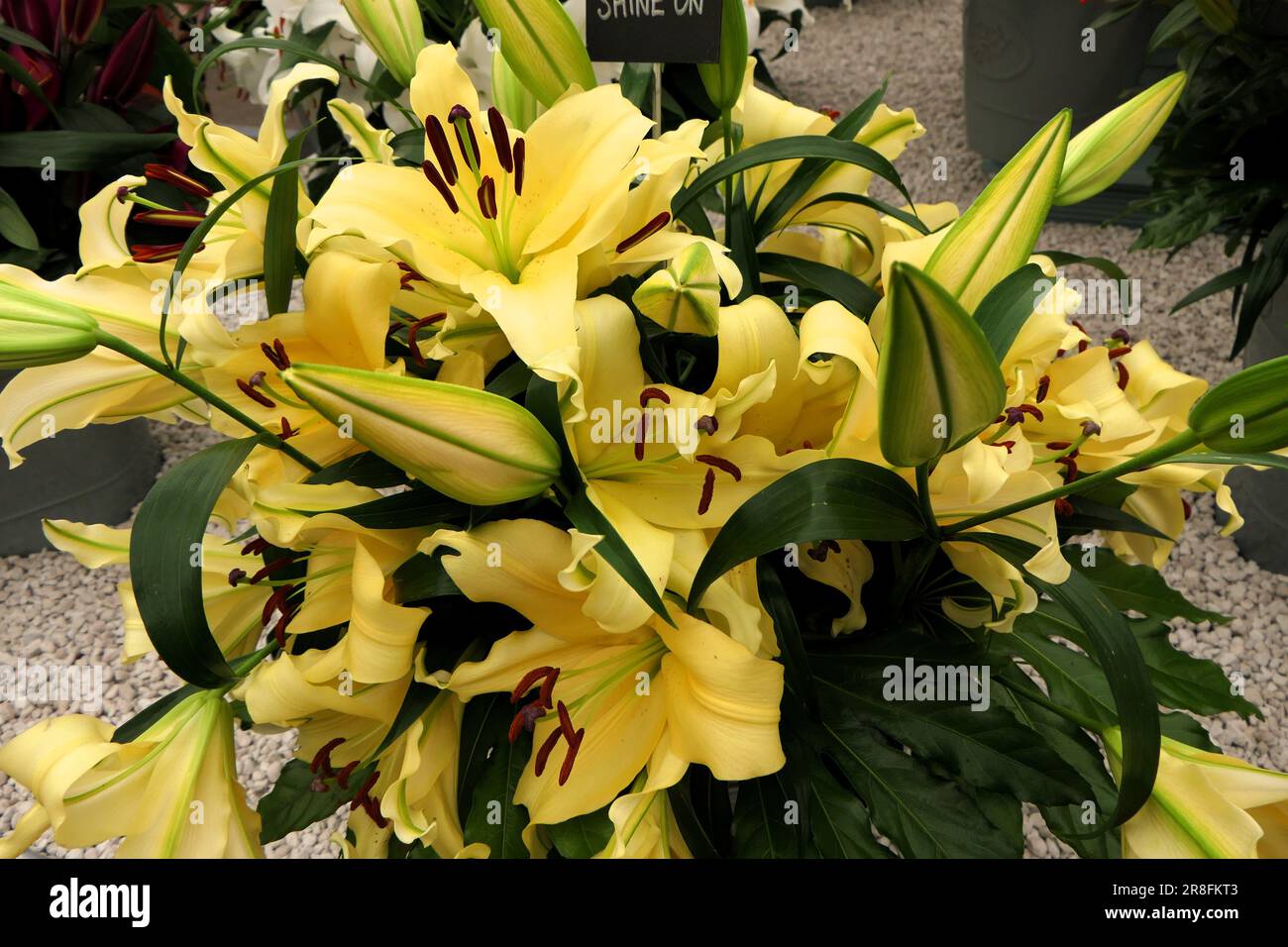 BBC Food and Gardens, Birmingham, UK 2023 Stock Photo Alamy