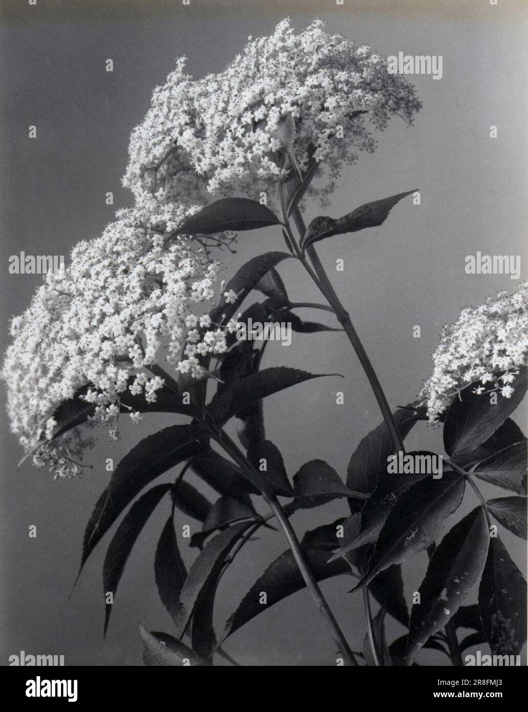 Sambucus Canadensis. Common, Sweet, or American Elder 1904 by Edwin Hale Lincoln, born Westminster, MA 1848-died Pittsfield, MA 1938 Stock Photo