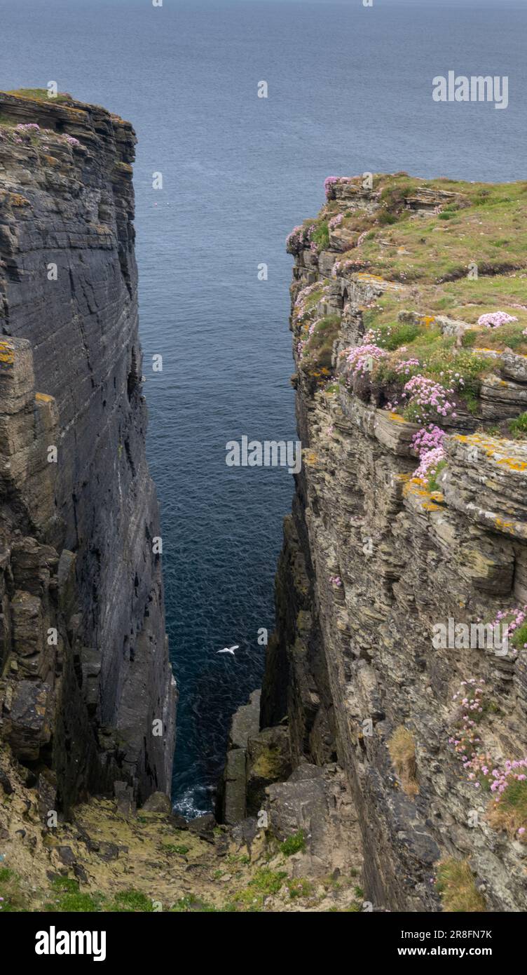 Steep dangerous cliffs on Brough of Birsay, facing the Atlantic ocean on a summers day. Orkney, SWcotland, UK. Stock Photo