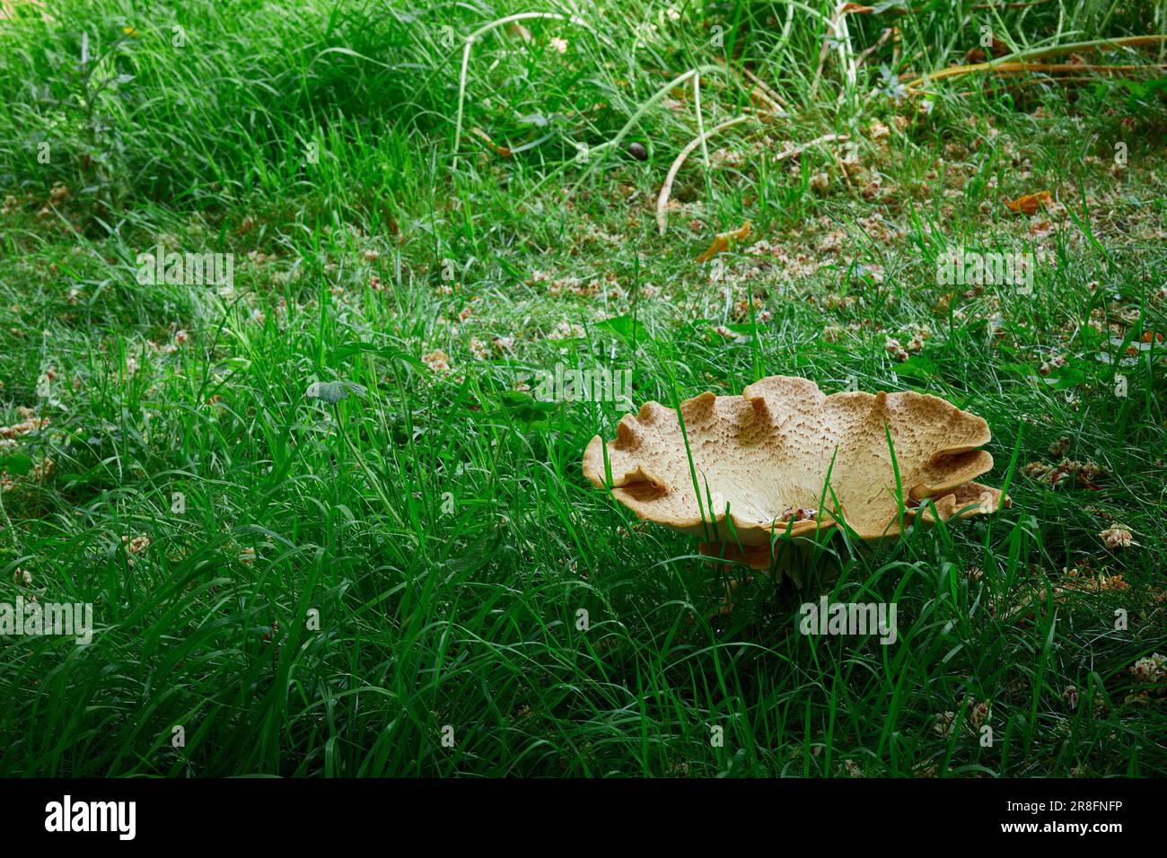 Sudden appearance of giant toadstool in North Yorkshire woodland at 900ft Stock Photo