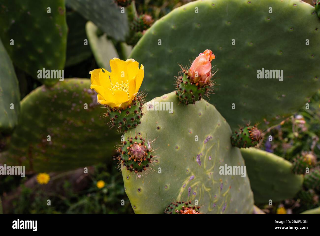 A close-up of a prickly cactus with yellow flowers surrounded by lush green foliage Stock Photo
