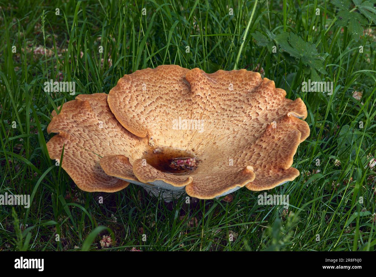 Sudden appearance of giant toadstool in North Yorkshire woodland at 900ft Stock Photo