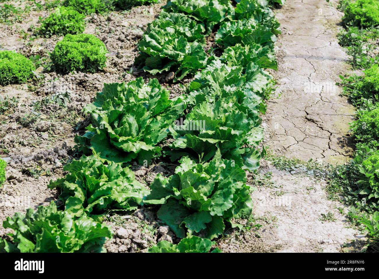 Growing lettuce in home garden provides fresh nutritious source of