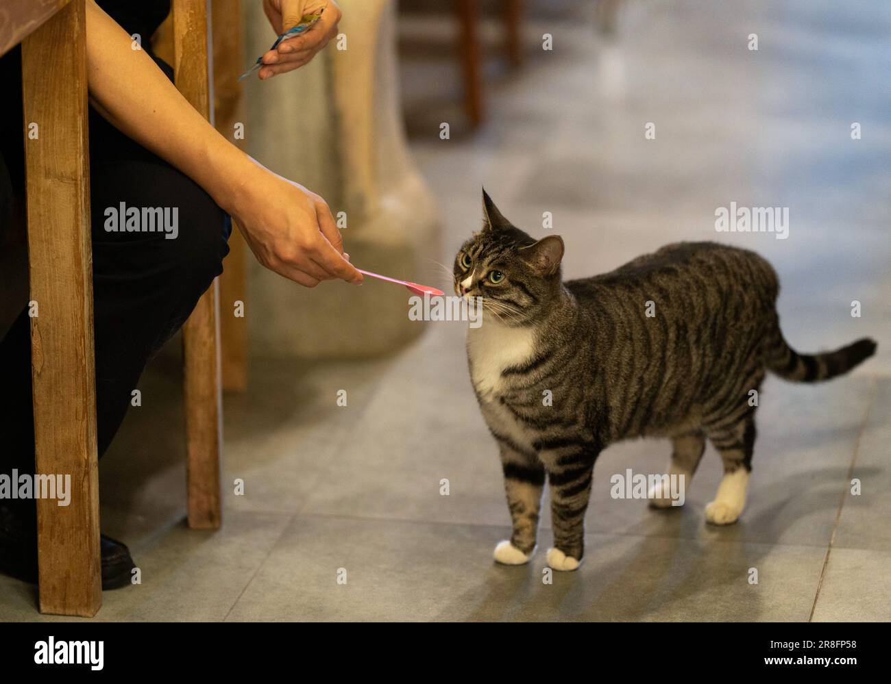 (230621) BEIJING, June 21, 2023 (Xinhua) Cat Guzhi takes food from a customer at