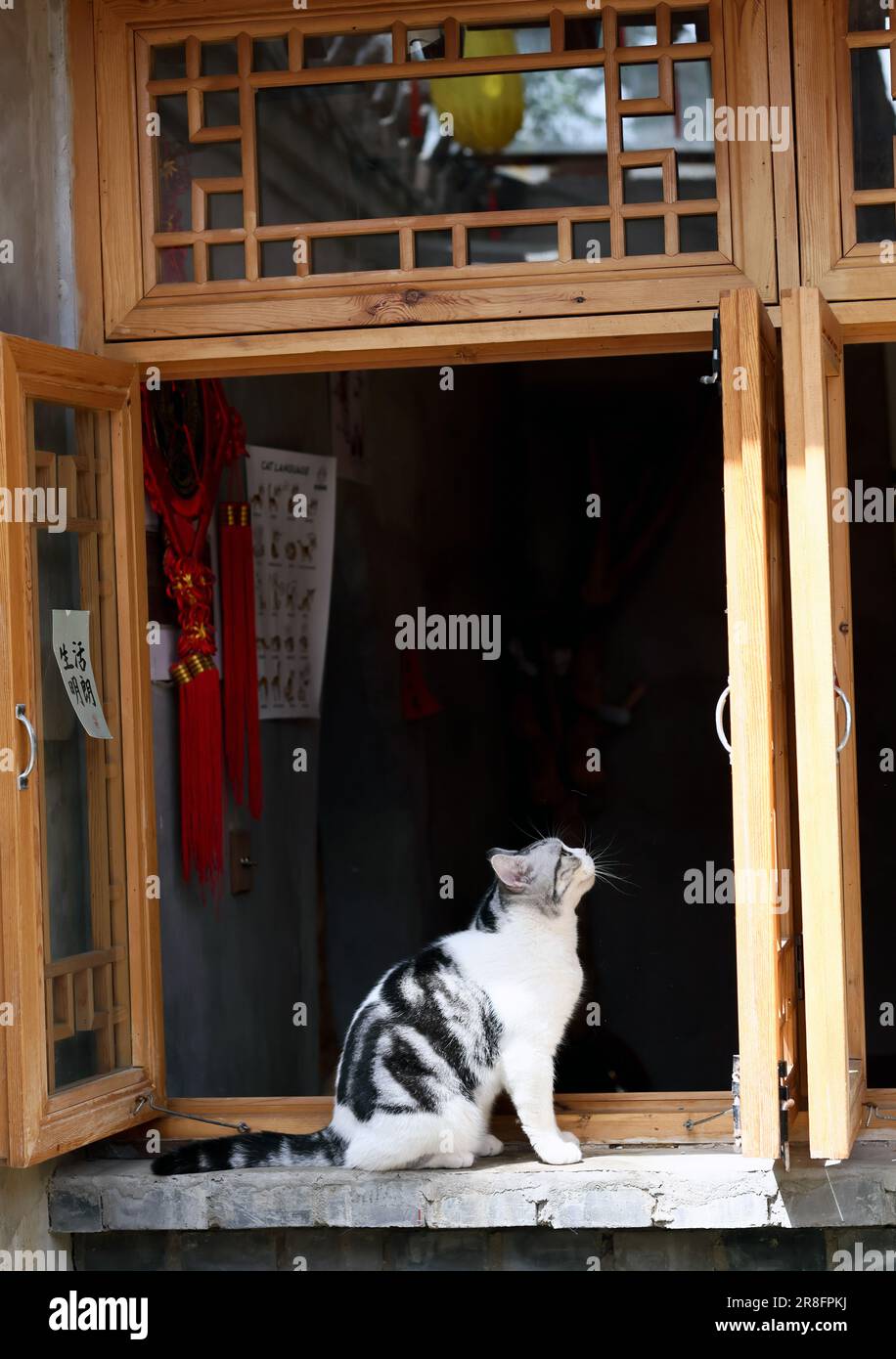 (230621) BEIJING, June 21, 2023 (Xinhua) Cat Tongbao crouches on a window sill at