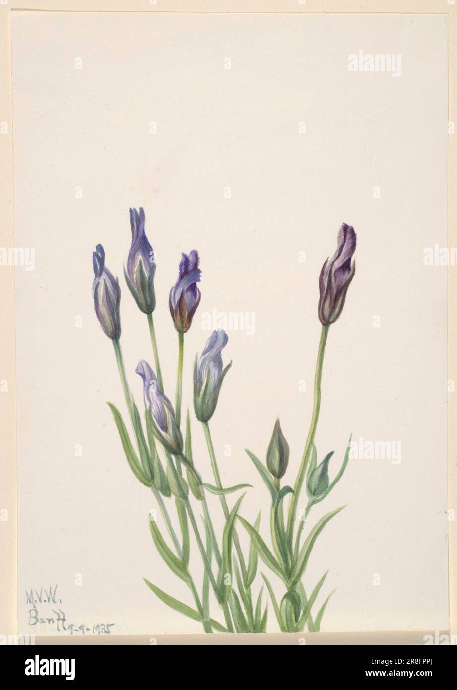 Gentian (Gentiana macounii) 1935 by Mary Vaux Walcott, born Philadelphia, PA 1860-died St. Andrews, New Brunswick, Canada 1940 Stock Photo