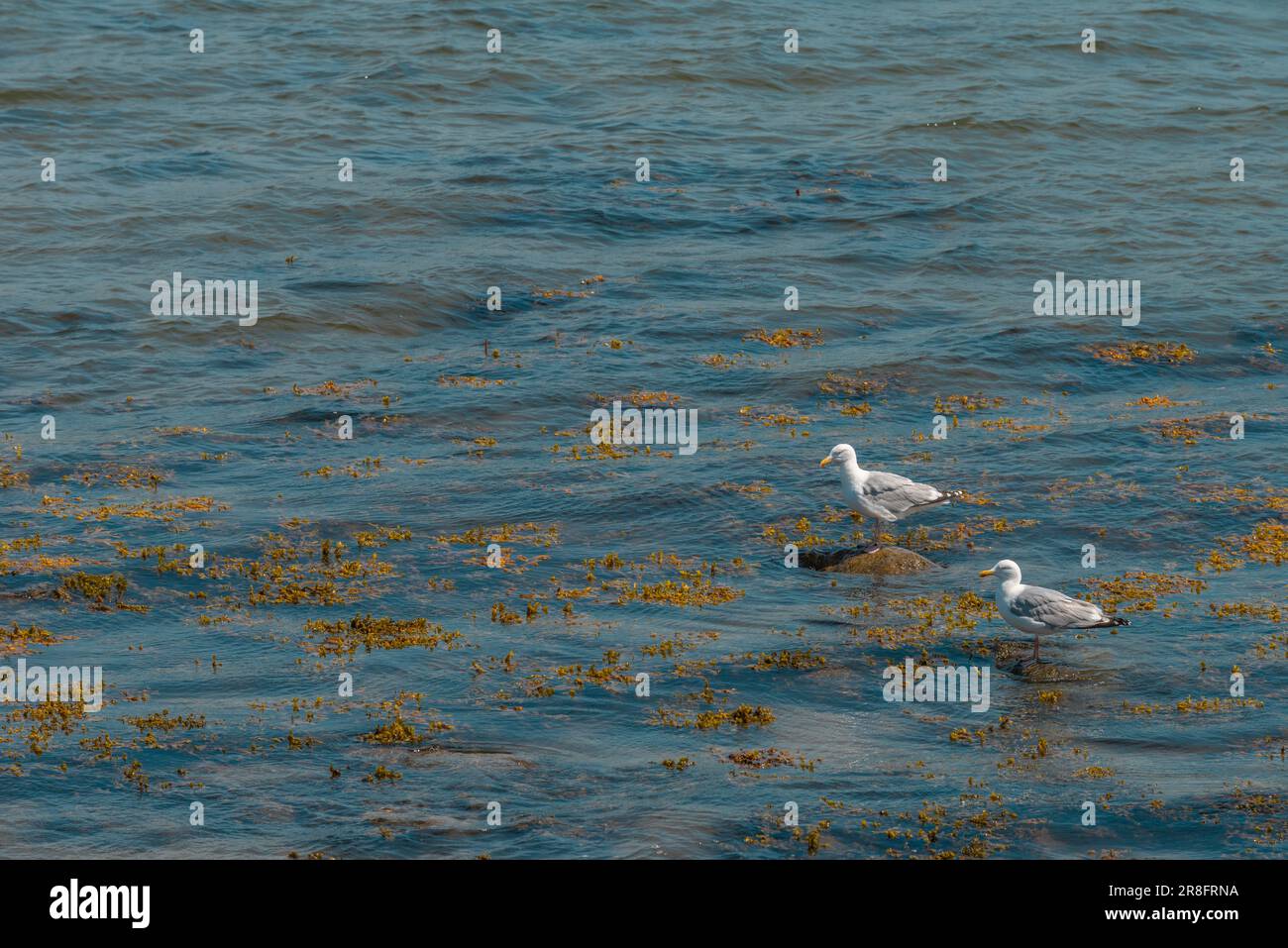 Seagulls resting on stones, Kiel Fjord, Baltic Sea, summertime at Falkenstein Beach, Kiel-Friedrichsort, Schleswig-Holstein, Northern Germany, Europe Stock Photo