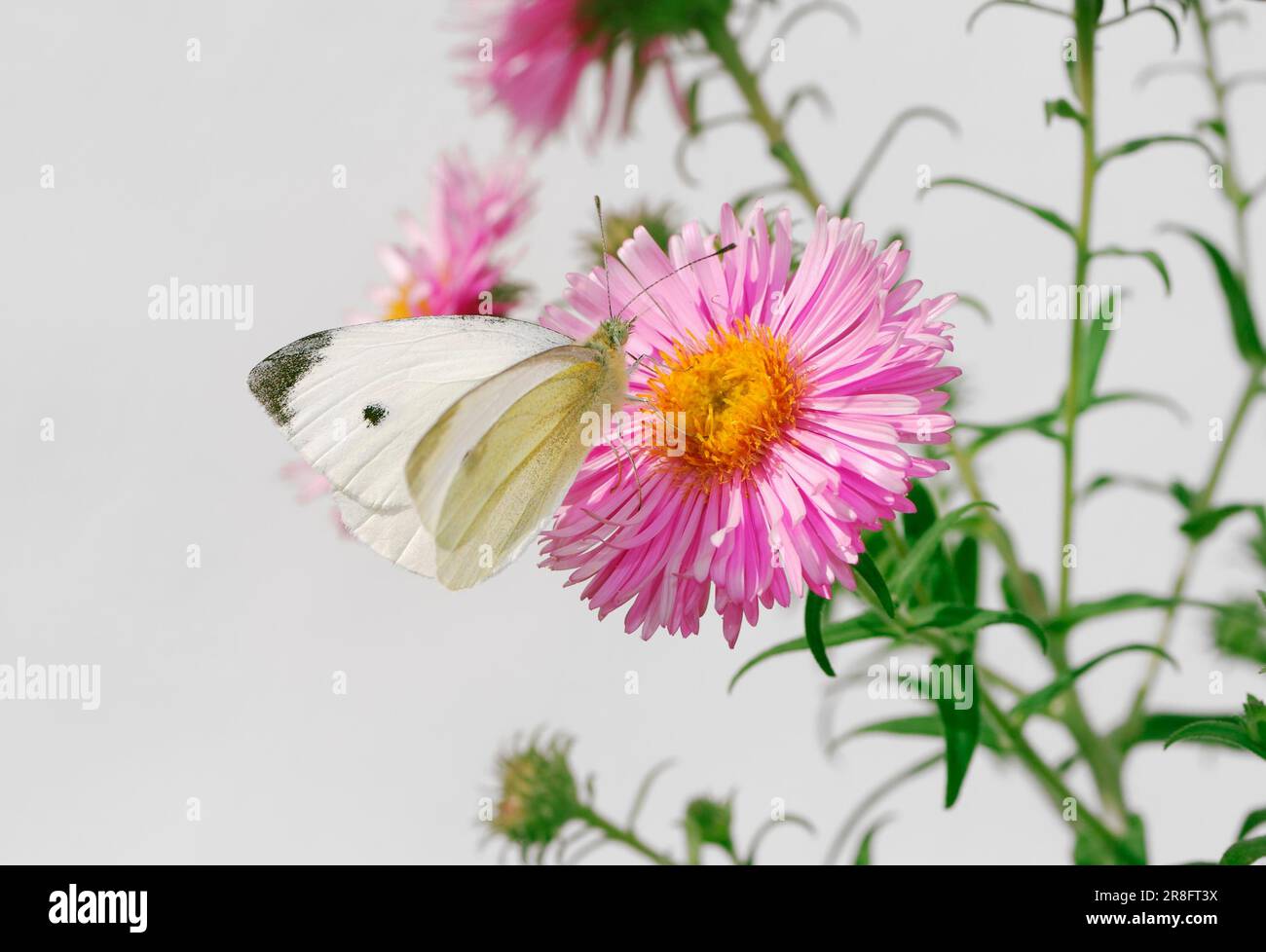 White aster asteraceae hi-res stock photography and images - Alamy